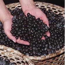 Imagen de Bayas de Acai El Mejor Antioxidante Natural