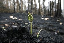 Imagen de La depresión tratada con Biodinámica Craneosacral