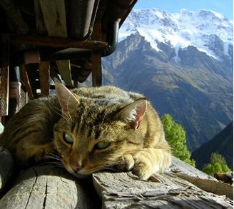 Imagen de ¿Por qué los dueños de gatos tienen mayor salud que las demás personas?