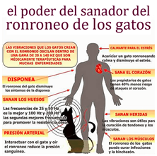 Imagen de RONRONEO TERAPIA El Ronroneo del Gato y su efecto Sanador