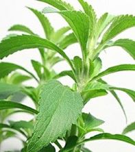 Imagen de Aprende a cultivar Stevia, la planta que puede curar la diabetes