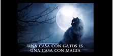 Imagen de LA ENERGIA MAGICA DE LOS GATOS