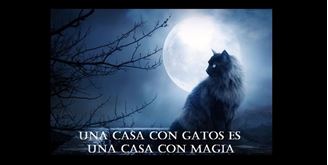 Imagen de LA ENERGIA MAGICA DE LOS GATOS