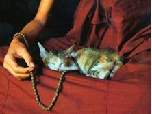 Imagen de LA IMPORTANCIA DEL GATO EN LA MEDITACION