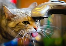 Imagen de AGUA PARA TU GATO: LEJOS DE LA COMIDA