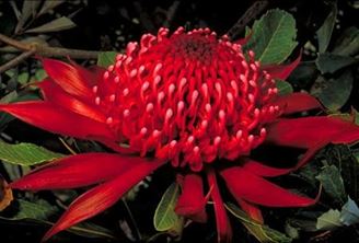 Imagen de CURSO TERAPEUTA FLORAL Esencias Florales Australianas sistema BUSH