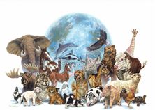 Imagen de Curso Online Protocolo de los 7 animales Maestros
