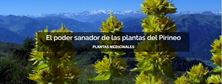 Imagen de EL PODER SANADOR DE LAS PLANTAS DEL PIRINEO